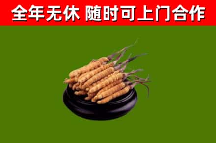 和硕回收冬虫夏草